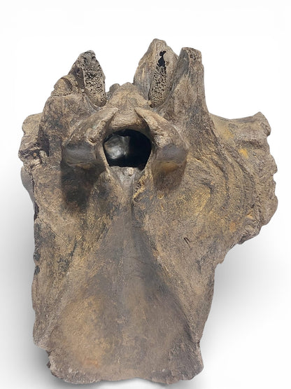 Sus scrofa Holocene Wild Boar Skull Fragment 2