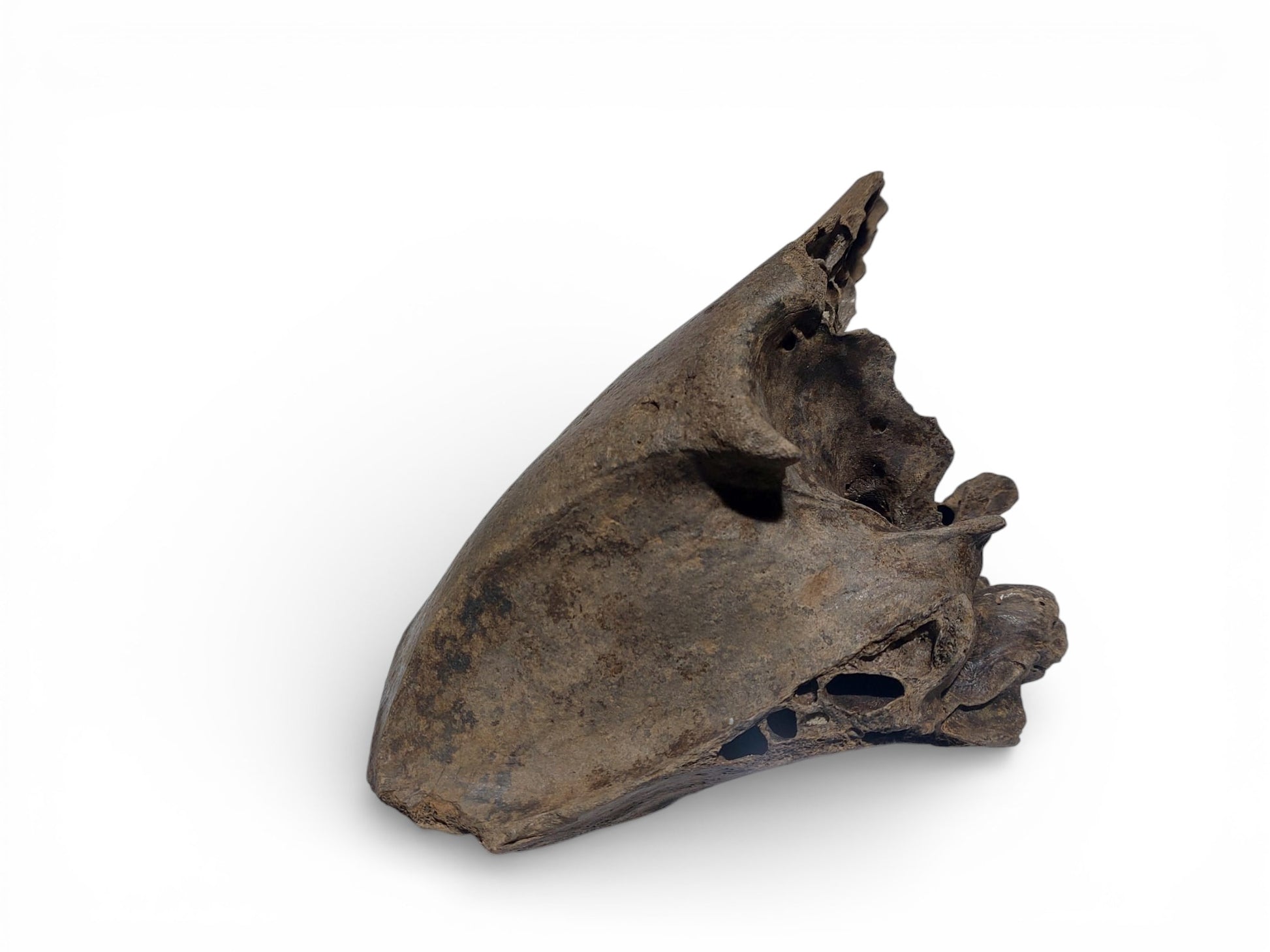 Sus scrofa – Holocene Wild Boar Skull Fragment 3