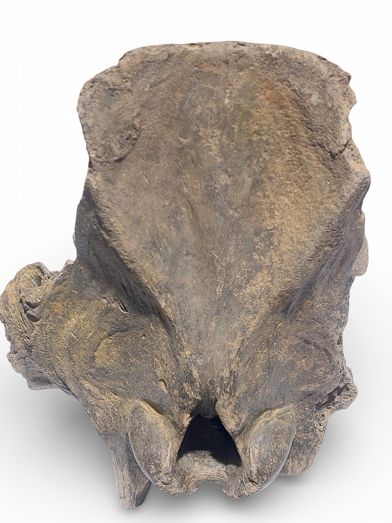 Sus scrofa – Holocene Wild Boar Skull Fragment 4