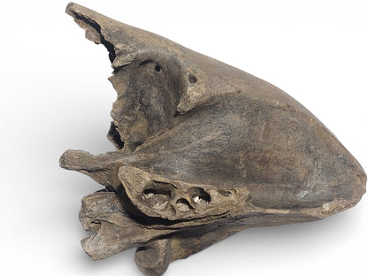 Sus scrofa – Holocene Wild Boar Skull Fragment 5