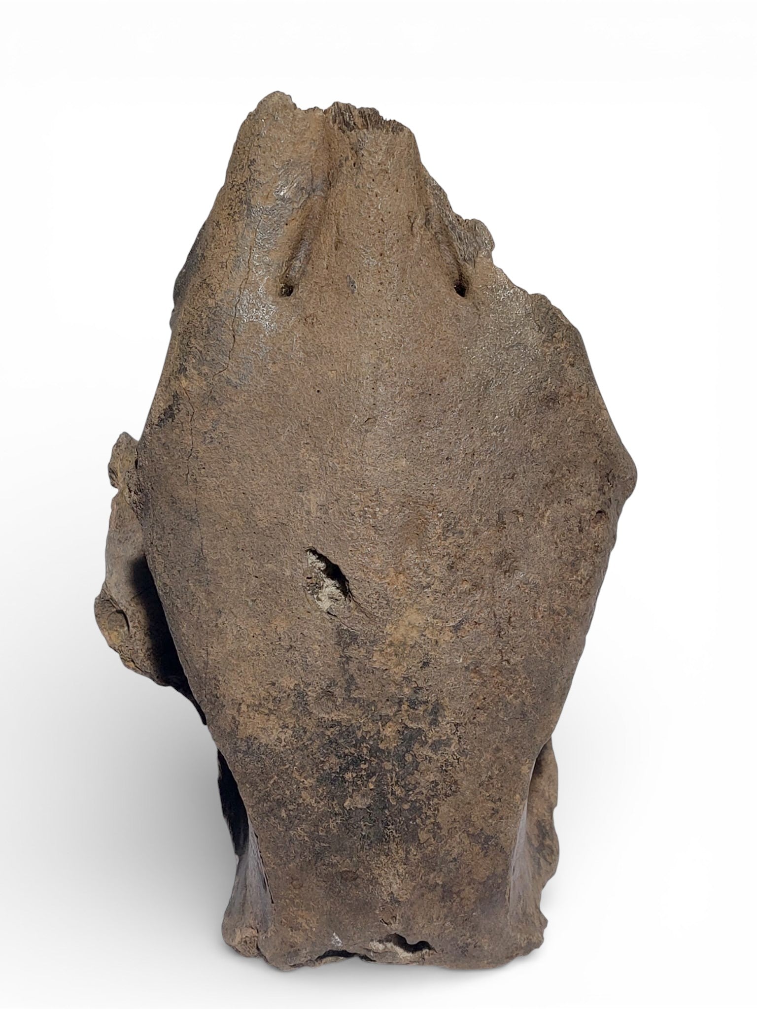 Sus scrofa – Holocene Wild Boar Skull Fragment 6