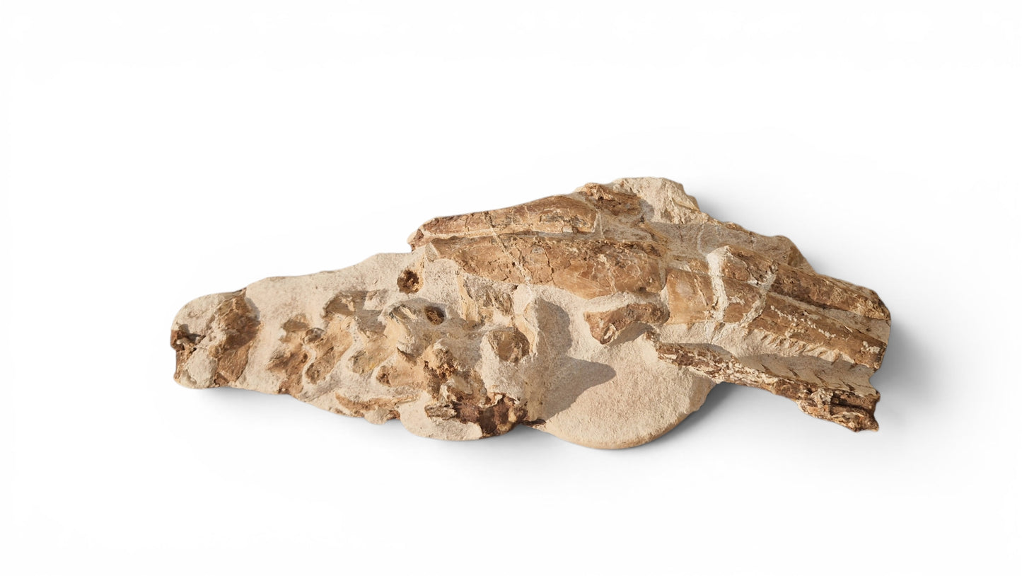 Tethysaurus Nopcsai Fossil 22cm - Cretaceous Marine Reptile Morocco 