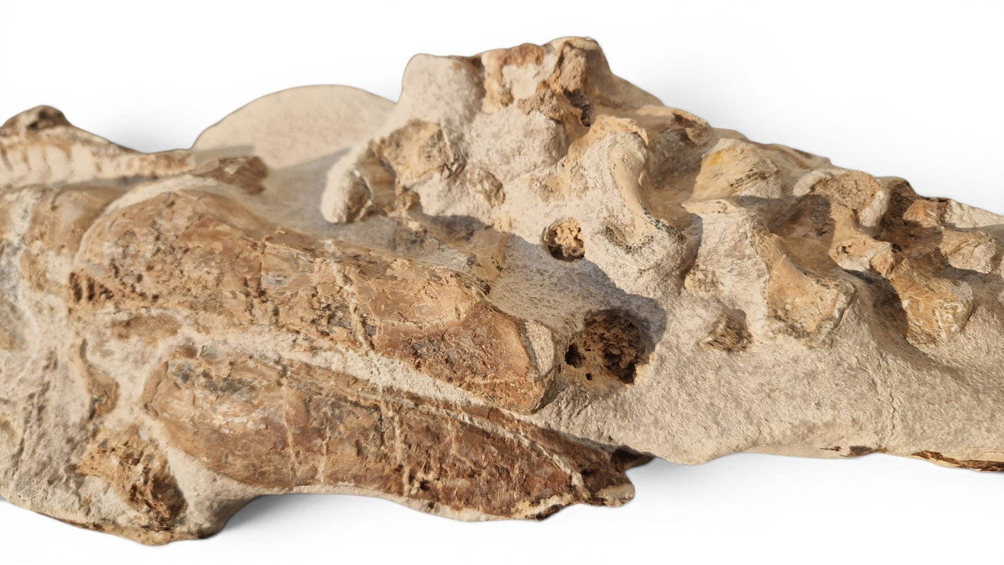 Tethysaurus Nopcsai Fossil 22cm - Cretaceous Marine Reptile Morocco  1