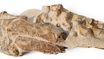 Tethysaurus Nopcsai Fossil 22cm - Cretaceous Marine Reptile Morocco  1