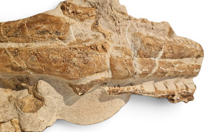 Tethysaurus Nopcsai Fossil 22cm - Cretaceous Marine Reptile Morocco  11