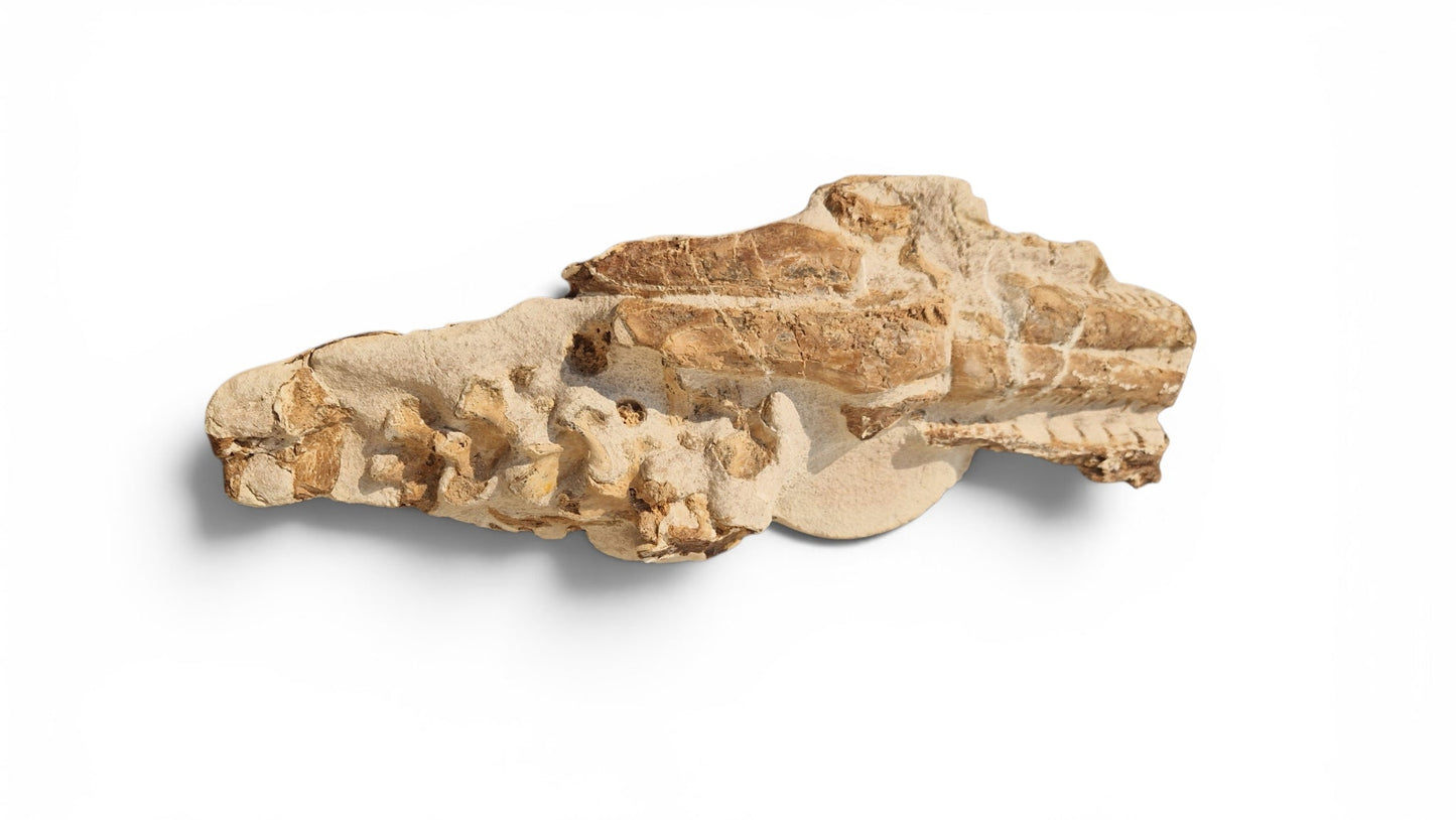 Tethysaurus Nopcsai Fossil 22cm - Cretaceous Marine Reptile Morocco  2