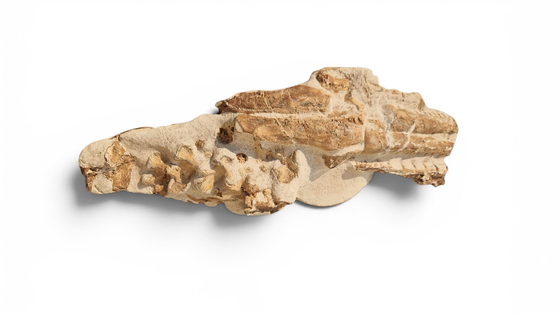 Tethysaurus Nopcsai Fossil 22cm - Cretaceous Marine Reptile Morocco  2