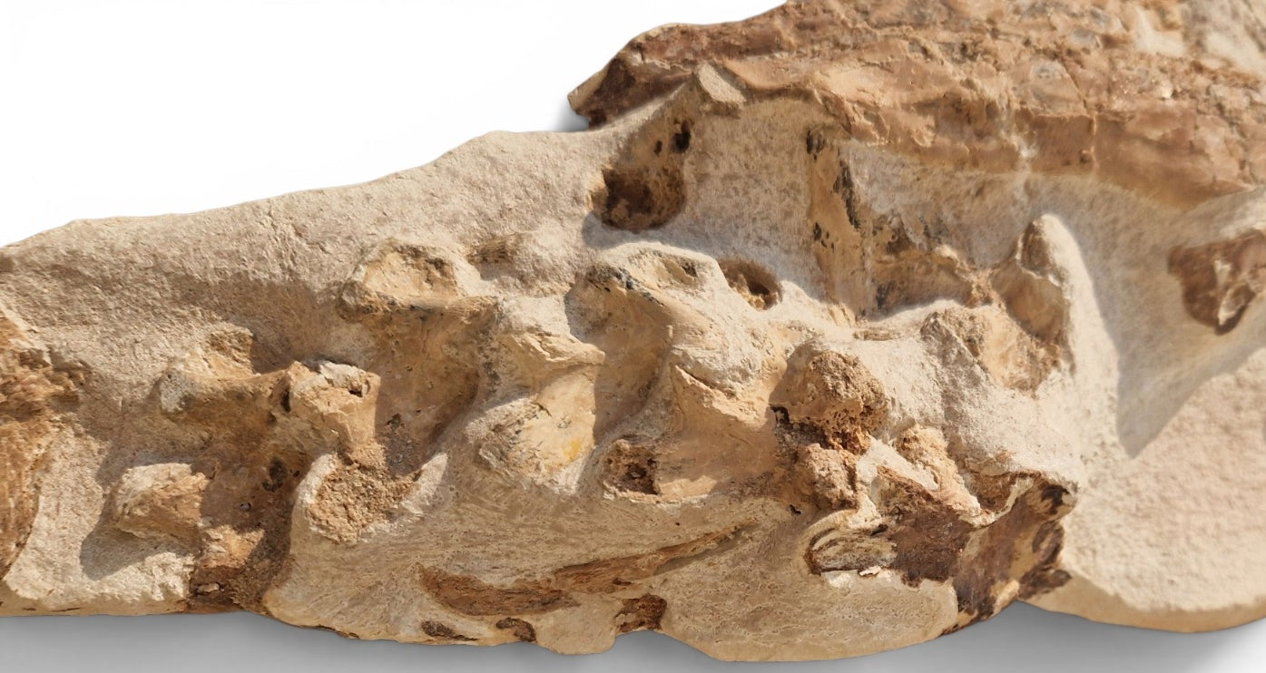 Tethysaurus Nopcsai Fossil 22cm - Cretaceous Marine Reptile Morocco  3