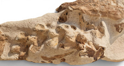Tethysaurus Nopcsai Fossil 22cm - Cretaceous Marine Reptile Morocco  3