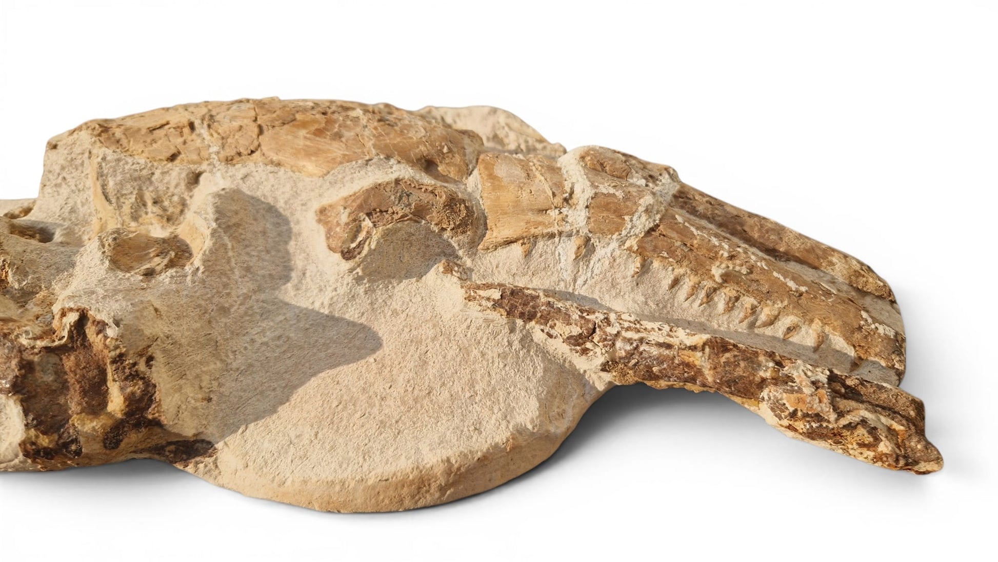 Tethysaurus Nopcsai Fossil 22cm - Cretaceous Marine Reptile Morocco  5