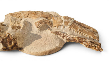Tethysaurus Nopcsai Fossil 22cm - Cretaceous Marine Reptile Morocco  5