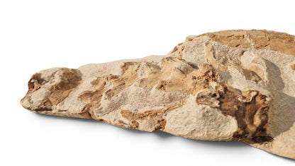 Tethysaurus Nopcsai Fossil 22cm - Cretaceous Marine Reptile Morocco  6