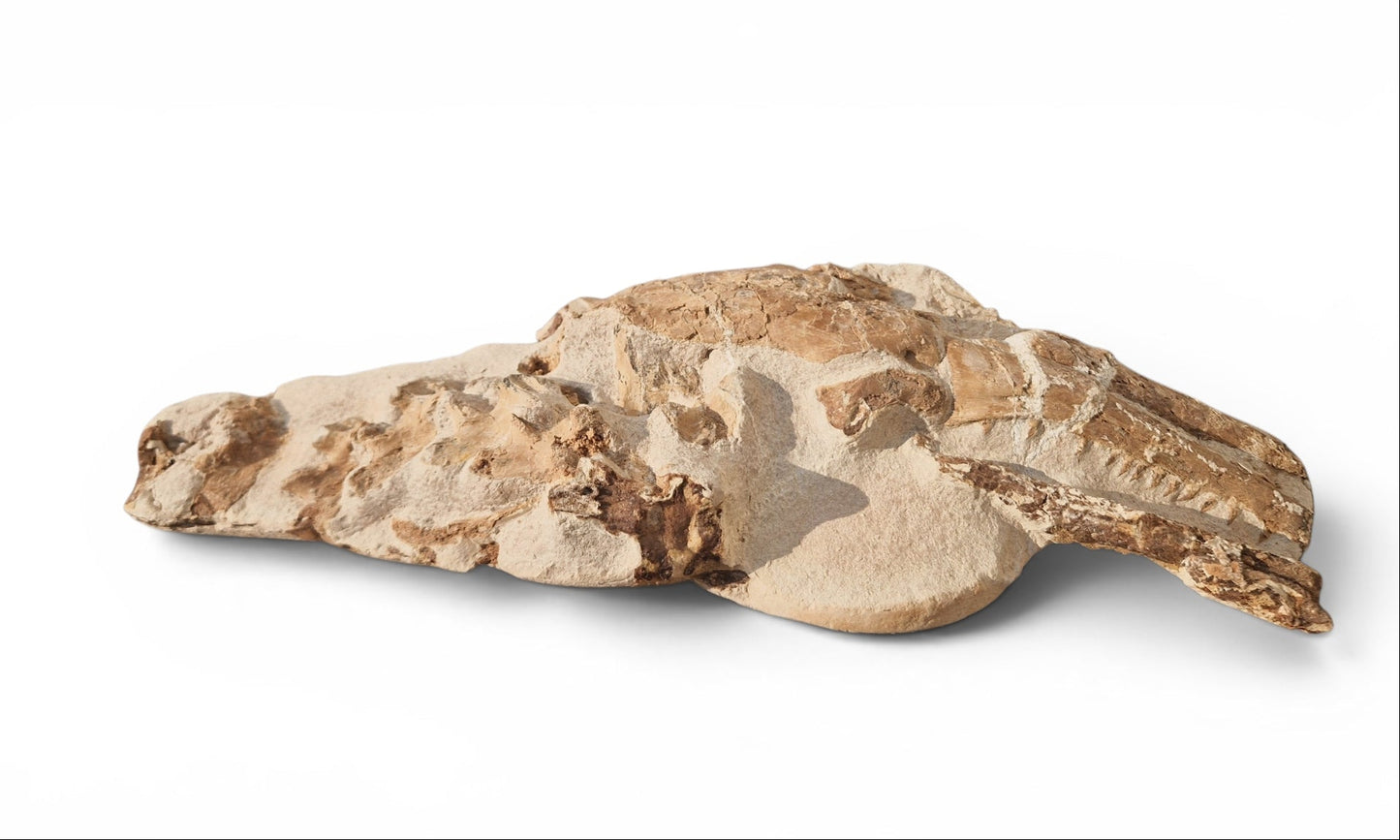 Tethysaurus Nopcsai Fossil 22cm - Cretaceous Marine Reptile Morocco  8