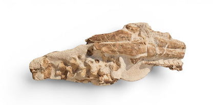 Tethysaurus Nopcsai Fossil 22cm - Cretaceous Marine Reptile Morocco  9