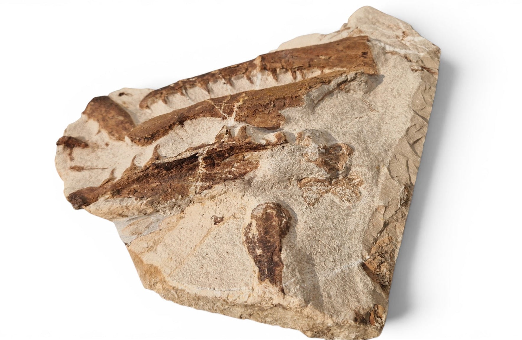 Tethysaurus Nopcsai Fossil 29cm - Cretaceous Marine Reptile Morocco