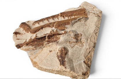 Tethysaurus Nopcsai Fossil 29cm - Cretaceous Marine Reptile Morocco