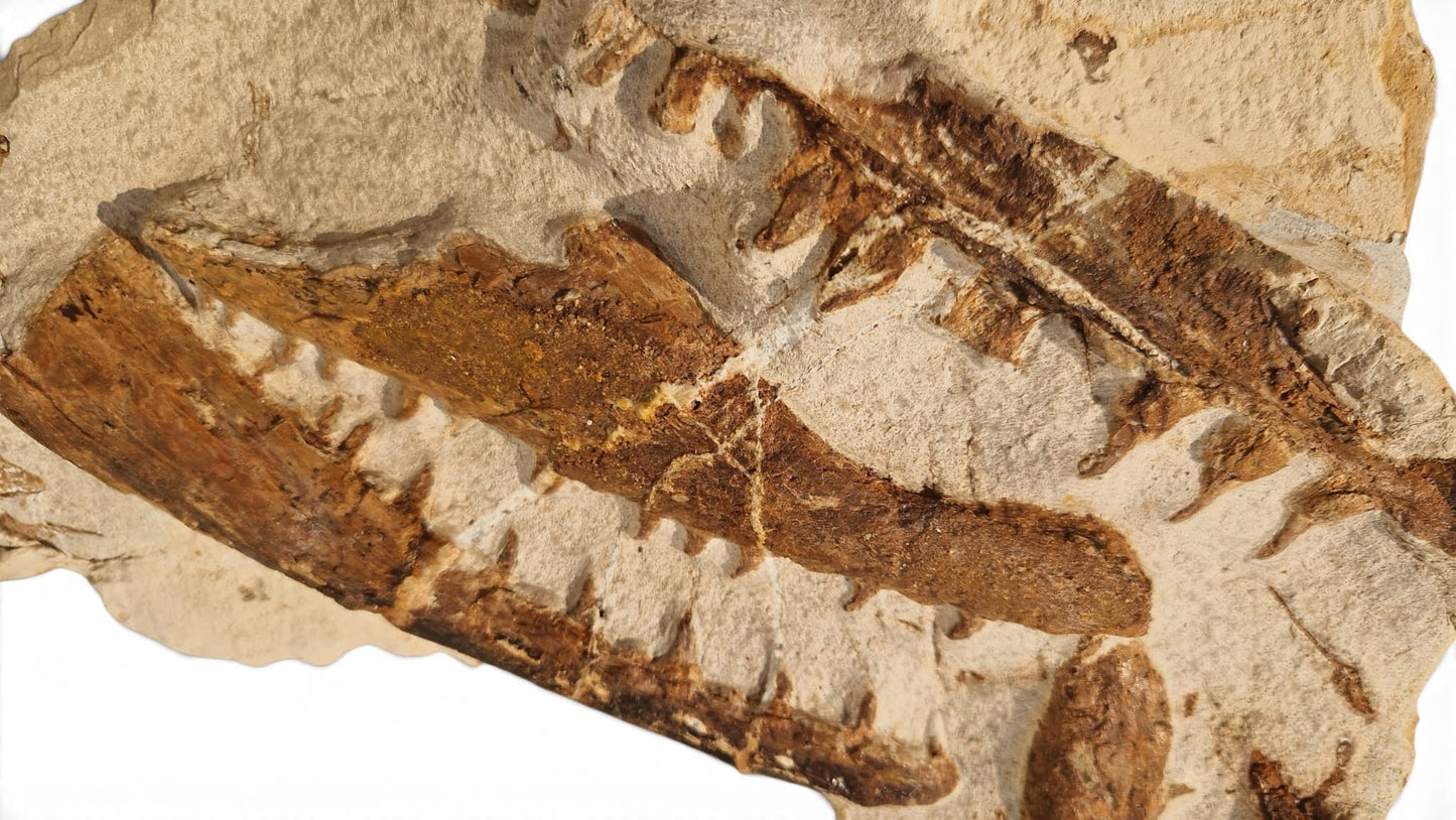 Tethysaurus Nopcsai Fossil 29cm - Cretaceous Marine Reptile Morocco 2