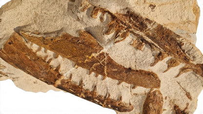Tethysaurus Nopcsai Fossil 29cm - Cretaceous Marine Reptile Morocco 2