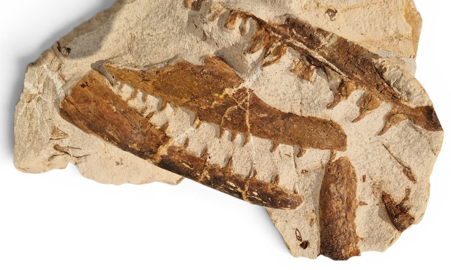 Tethysaurus Nopcsai Fossil 29cm - Cretaceous Marine Reptile Morocco 3