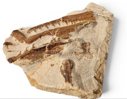 Tethysaurus Nopcsai Fossil 29cm - Cretaceous Marine Reptile Morocco 4