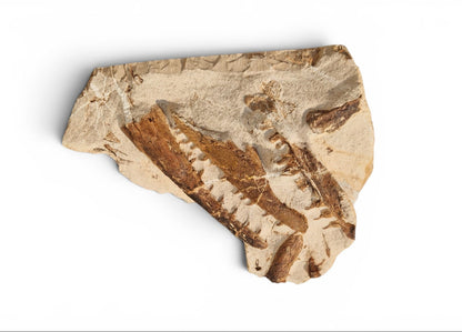 Tethysaurus Nopcsai Fossil 29cm - Cretaceous Marine Reptile Morocco 6