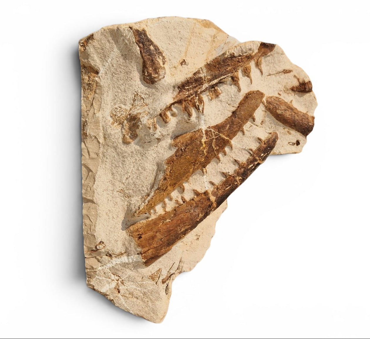 Tethysaurus Nopcsai Fossil 29cm - Cretaceous Marine Reptile Morocco 7