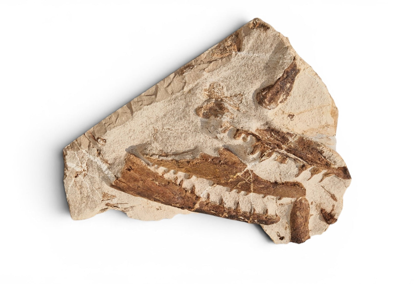 Tethysaurus Nopcsai Fossil 29cm - Cretaceous Marine Reptile Morocco 8