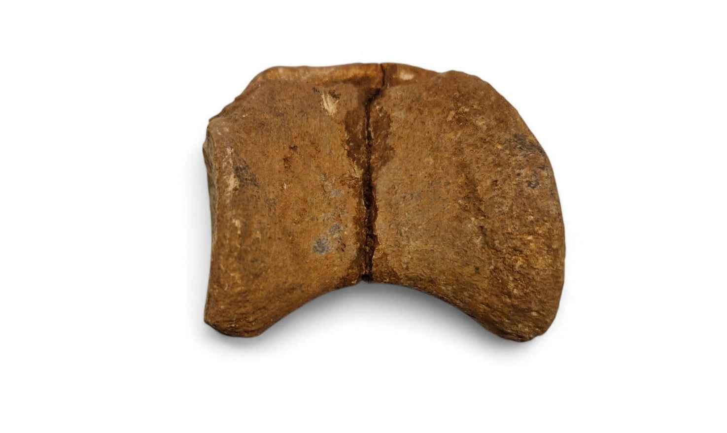 Unidentified Theropod Caudal Vertebra – Cretaceous Dinosaur | Atlas Mountains