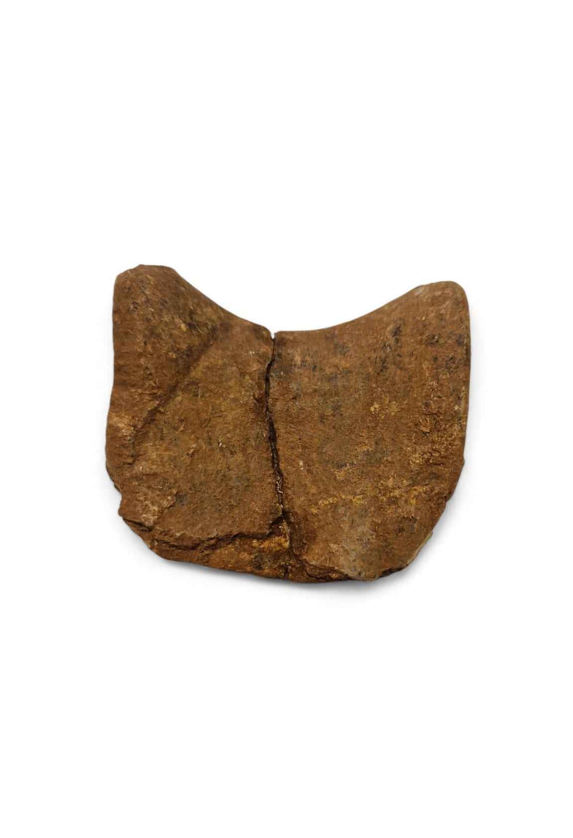 Unidentified Theropod Caudal Vertebra – Cretaceous Dinosaur | Atlas Mountains