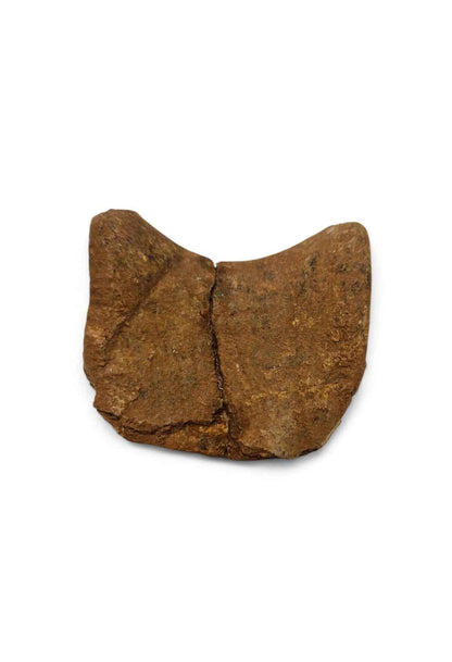 Unidentified Theropod Caudal Vertebra – Cretaceous Dinosaur | Atlas Mountains