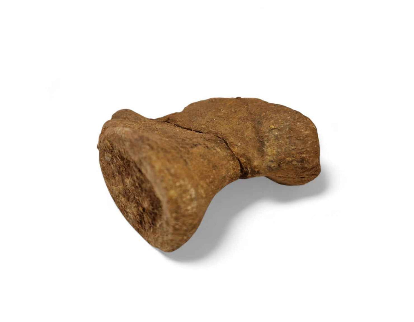 Unidentified Theropod Caudal Vertebra – Cretaceous Dinosaur | Atlas Mountains