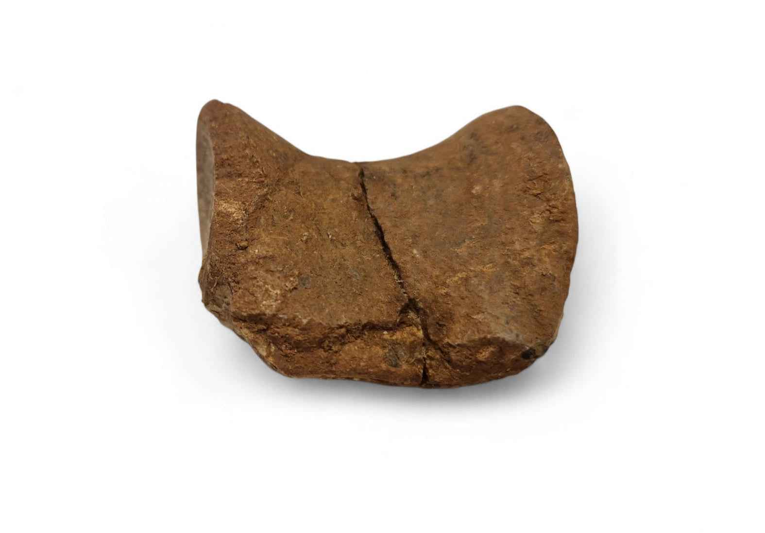 Unidentified Theropod Caudal Vertebra – Cretaceous Dinosaur | Atlas Mountains