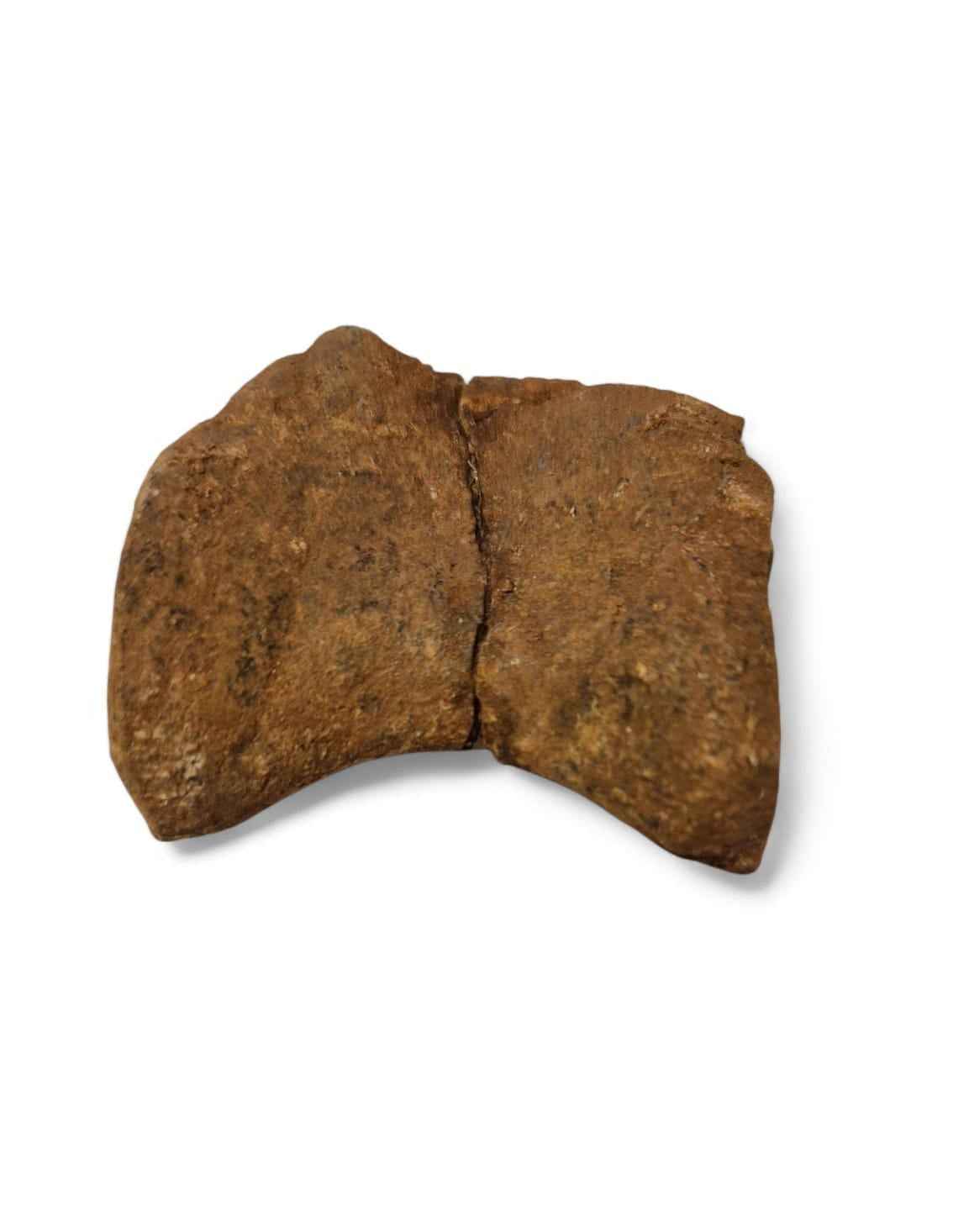 Unidentified Theropod Caudal Vertebra – Cretaceous Dinosaur | Atlas Mountains