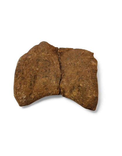 Unidentified Theropod Caudal Vertebra – Cretaceous Dinosaur | Atlas Mountains
