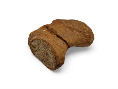 Unidentified Theropod Caudal Vertebra – Cretaceous Dinosaur | Atlas Mountains