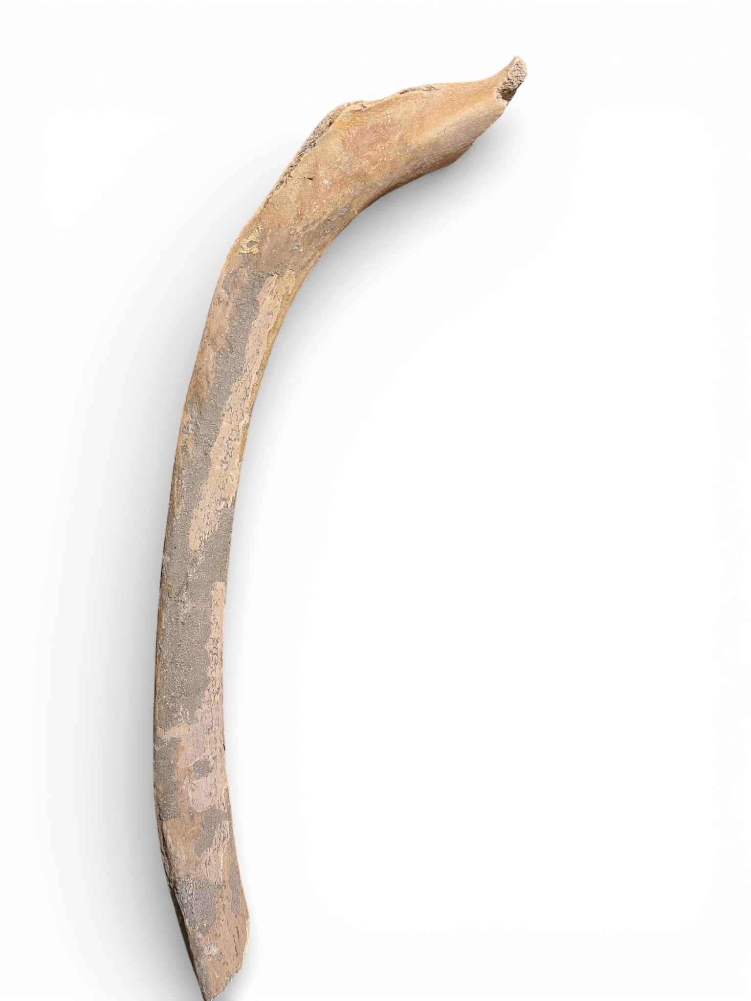 Mammuthus primigenius – Ice Age Mammoth Ulna from the Pleistocene