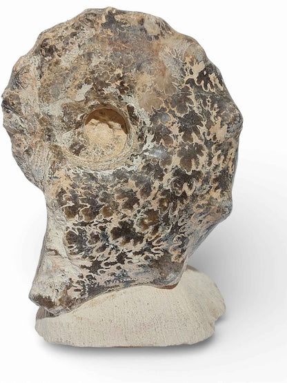 Mammites nodosoides – Turonian Ammonite