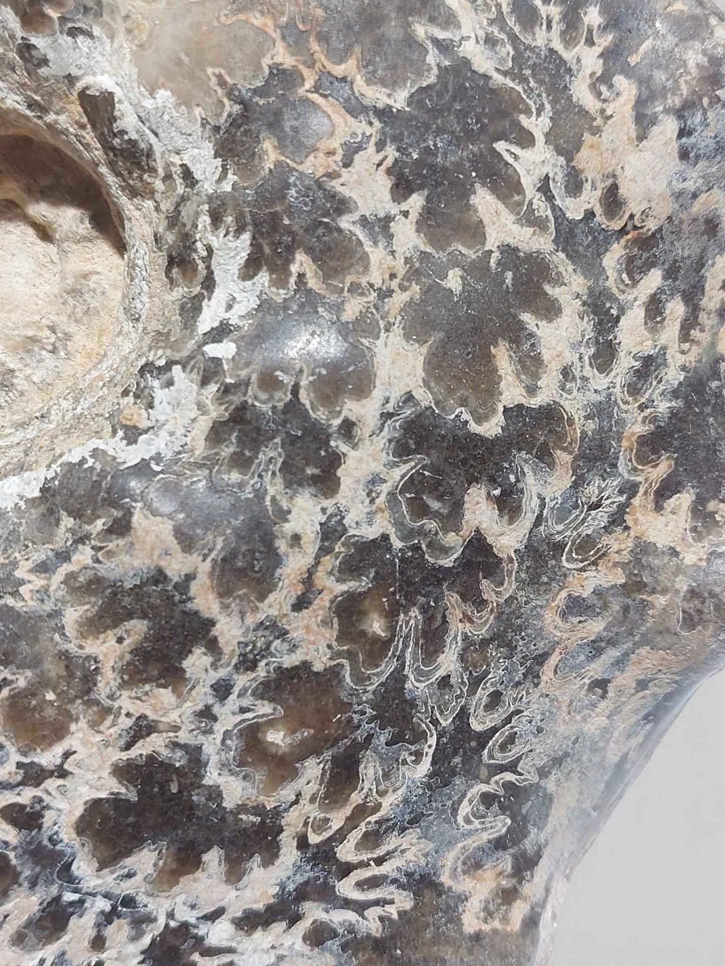 Mammites nodosoides – Turonian Ammonite