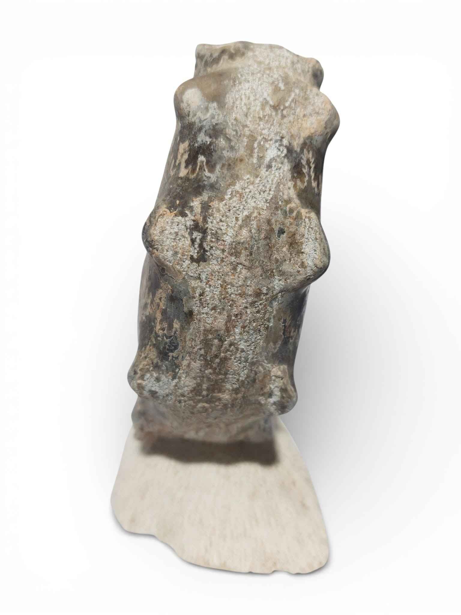 Mammites nodosoides – Turonian Ammonite