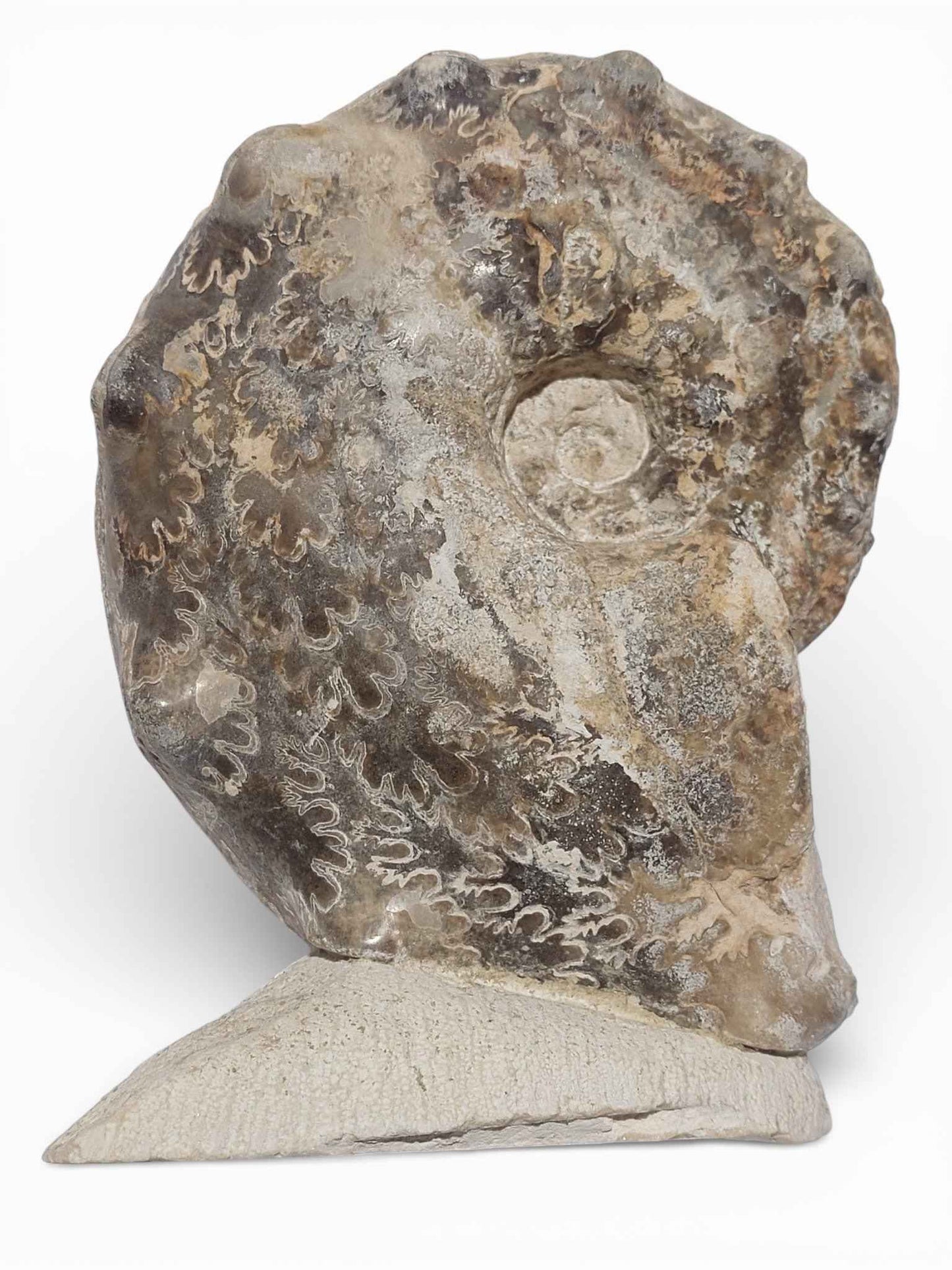 Mammites nodosoides – Turonian Ammonite