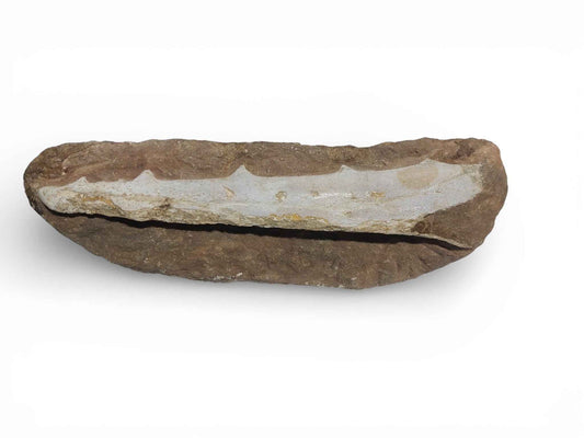 Flying Reptile Jaw – Rare Pterosaur Remains
