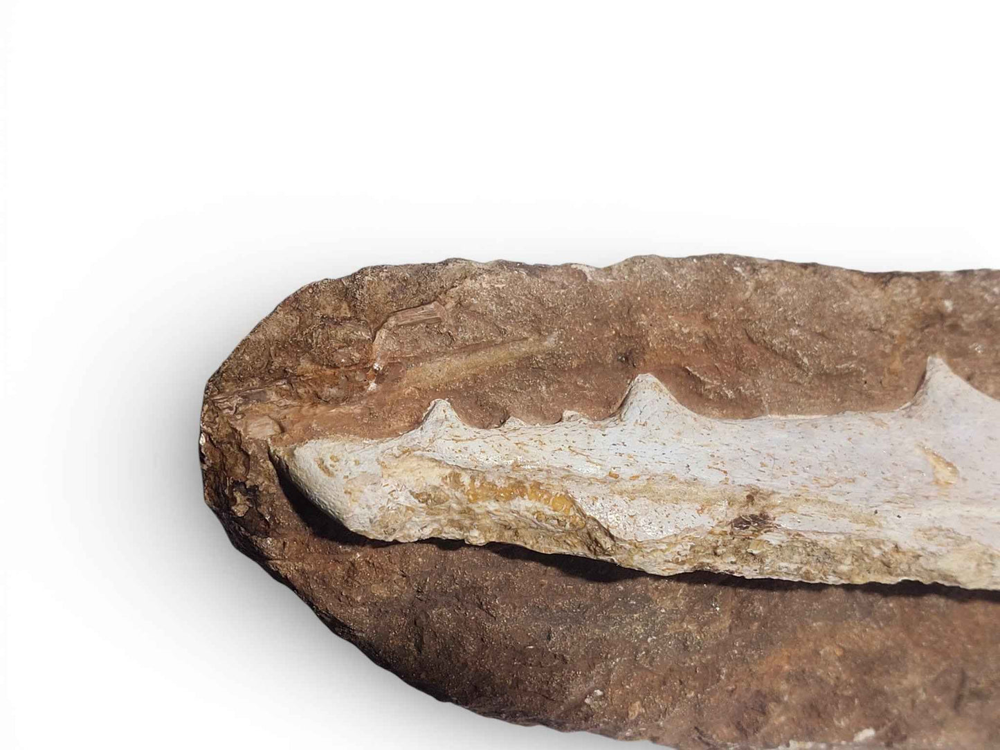 Flying Reptile Jaw – Rare Pterosaur Remains