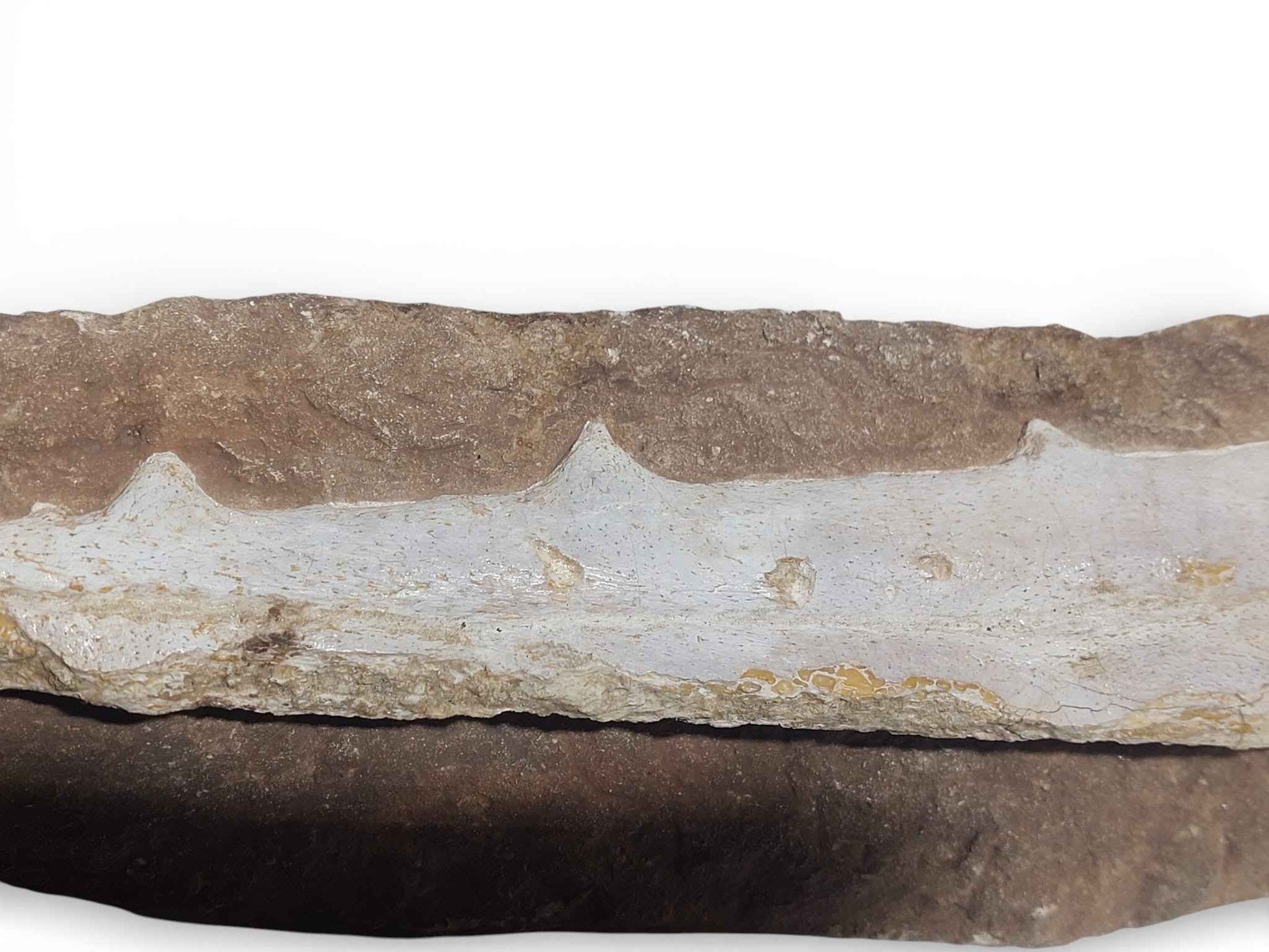 Flying Reptile Jaw – Rare Pterosaur Remains