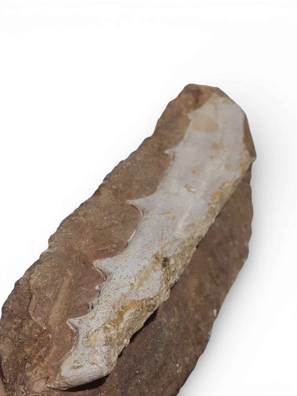 Flying Reptile Jaw – Rare Pterosaur Remains