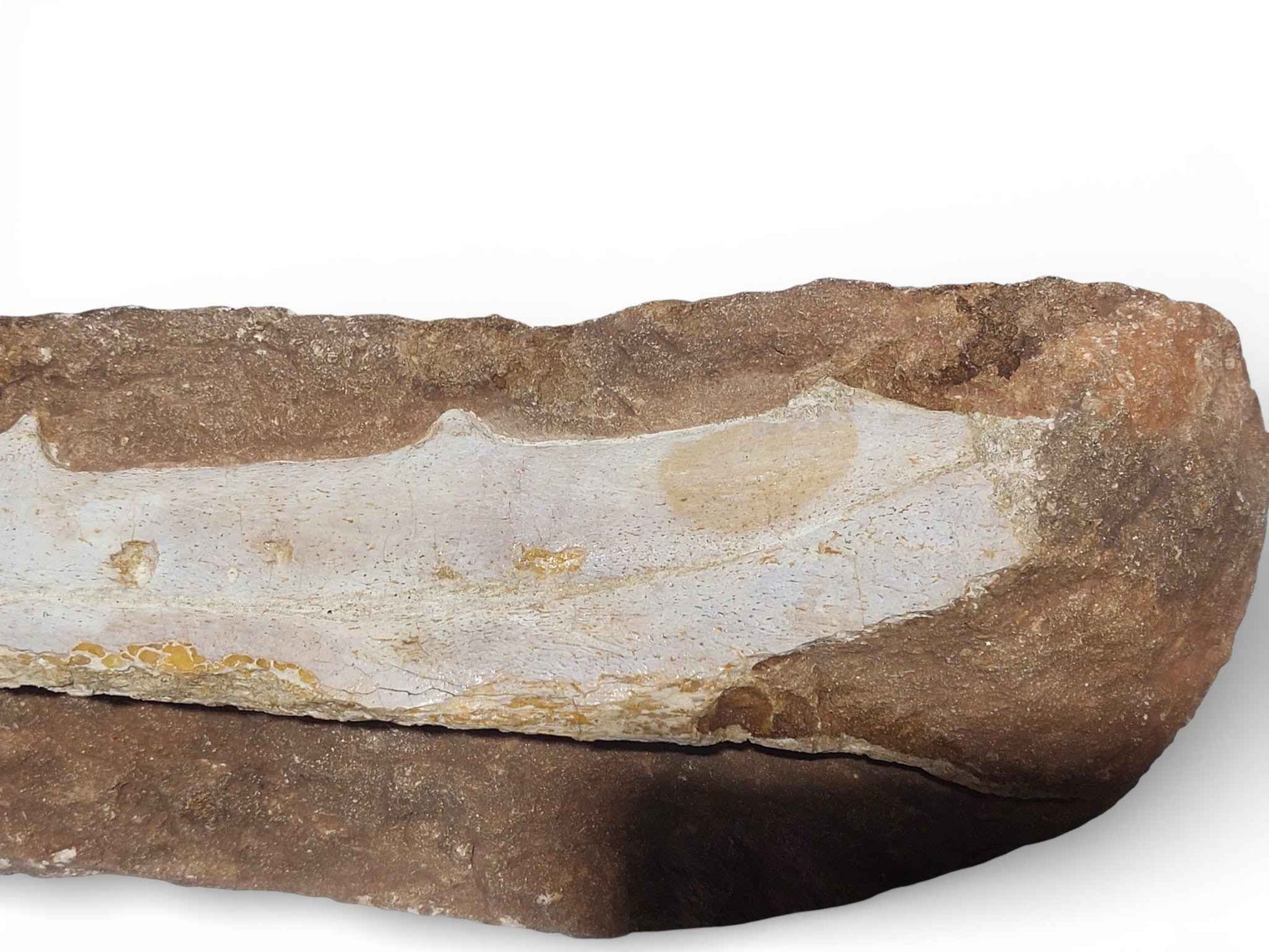 Flying Reptile Jaw – Rare Pterosaur Remains
