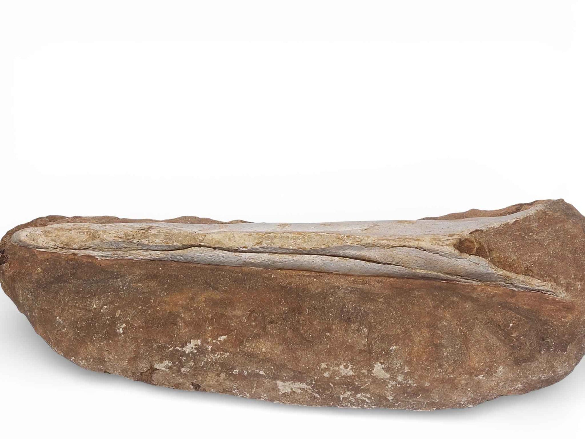 Flying Reptile Jaw – Rare Pterosaur Remains