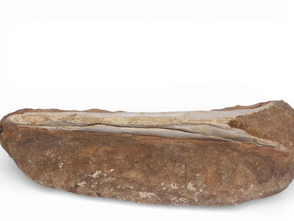 Flying Reptile Jaw – Rare Pterosaur Remains