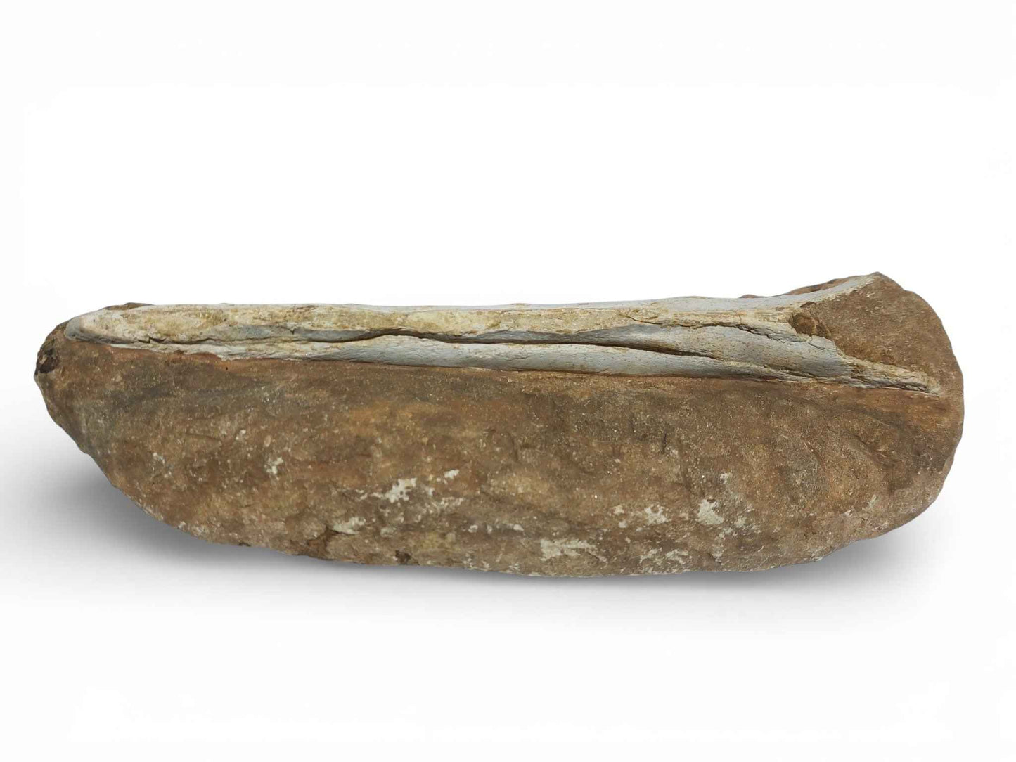 Flying Reptile Jaw – Rare Pterosaur Remains