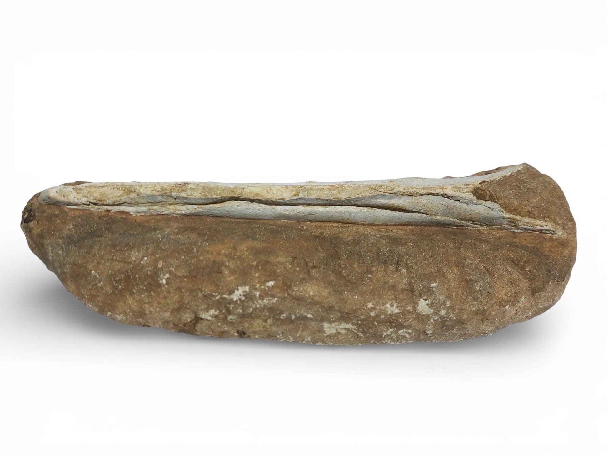 Flying Reptile Jaw – Rare Pterosaur Remains