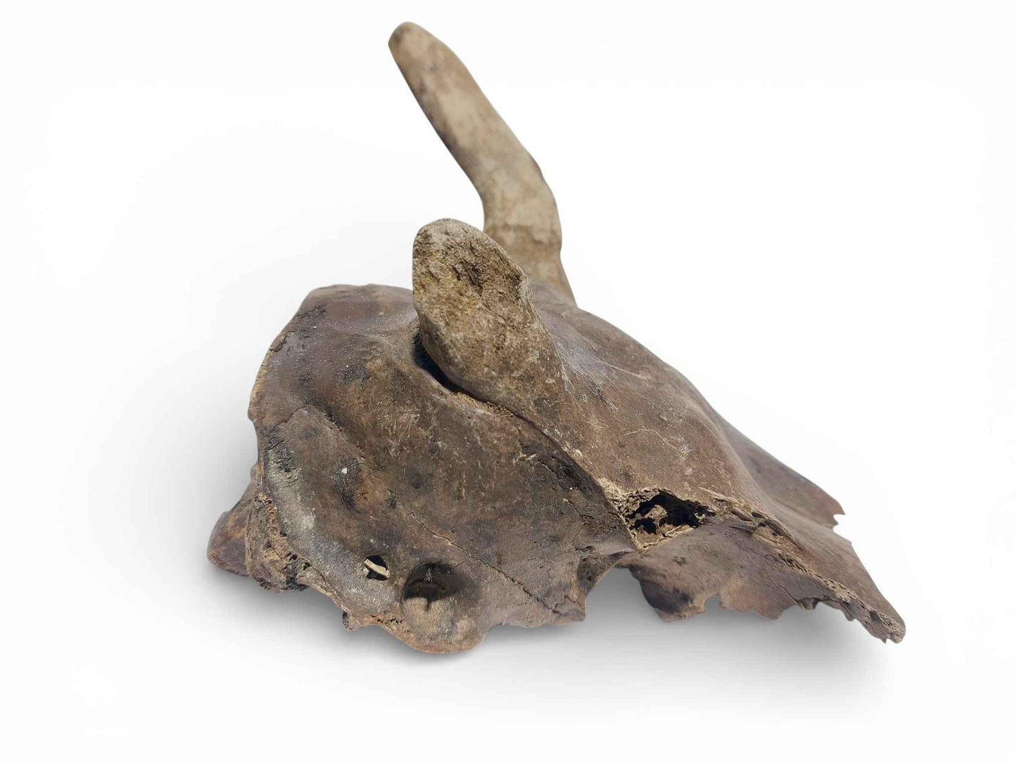 Rangifer tarandus – Ice Age Reindeer Skull from the Pleistocene